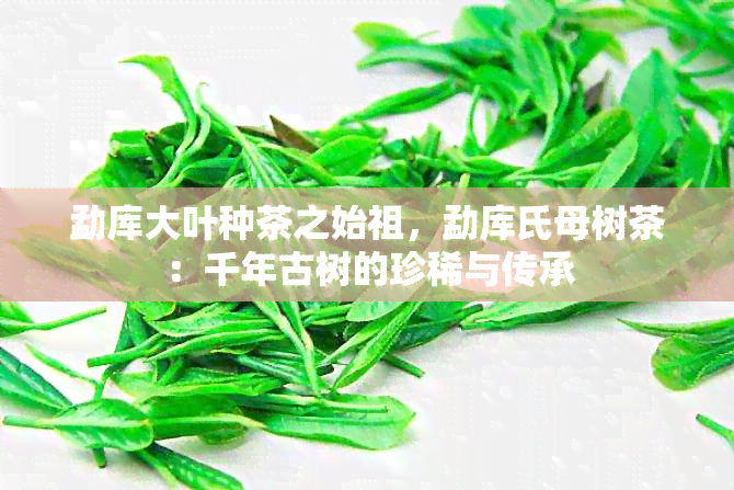 勐库大叶种茶之始祖，勐库氏母树茶：千年古树的珍稀与传承