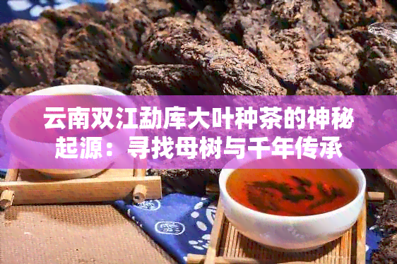 云南双江勐库大叶种茶的神秘起源：寻找母树与千年传承