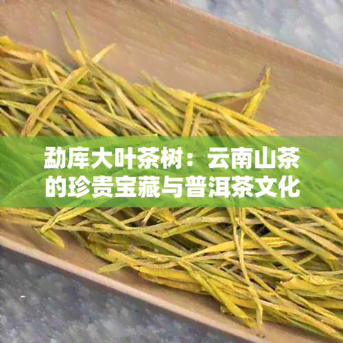 勐库大叶茶树：云南山茶的珍贵宝藏与普洱茶文化价值