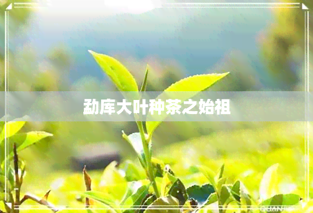 勐库大叶种茶之始祖