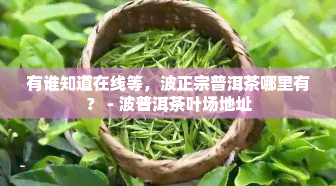 有谁知道在线等，波正宗普洱茶哪里有？ - 波普洱茶叶场地址