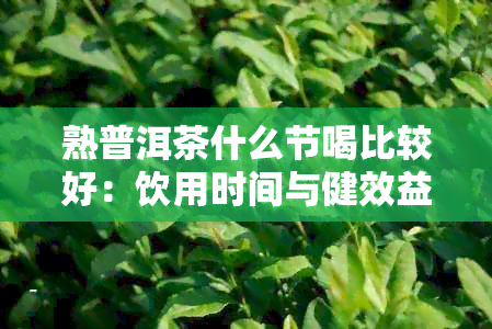 熟普洱茶什么节喝比较好：饮用时间与健效益解析