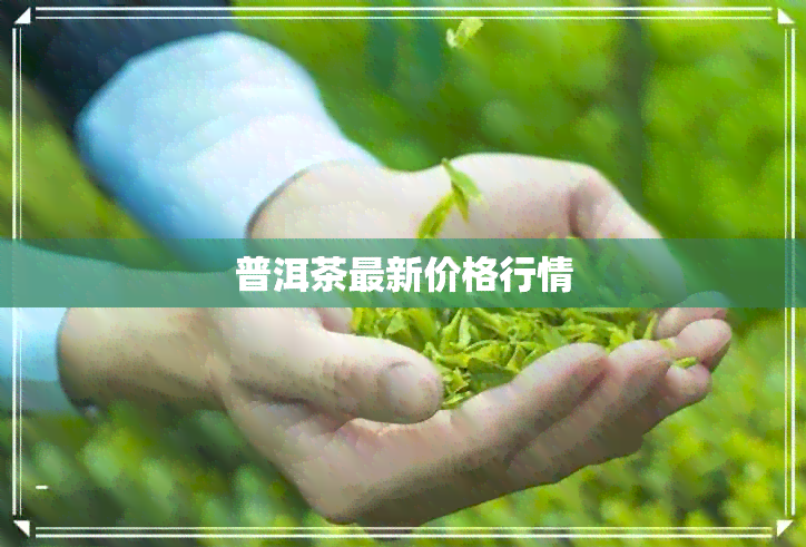 普洱茶最新价格行情