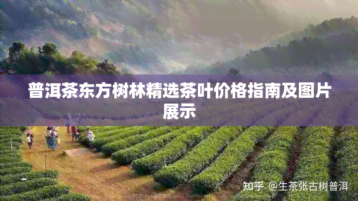 普洱茶东方树林精选茶叶价格指南及图片展示