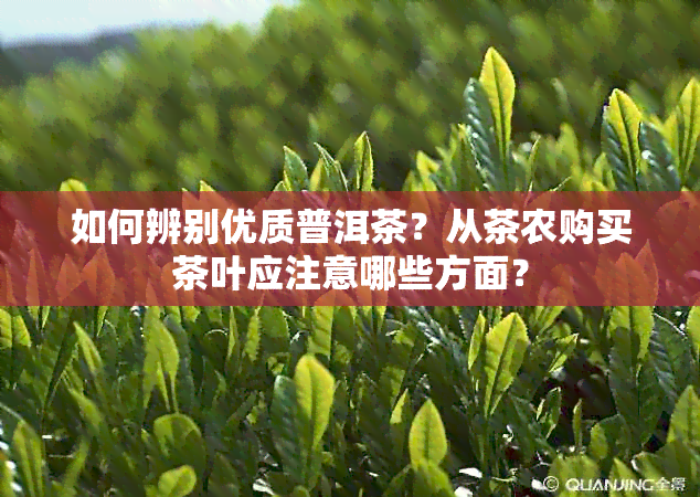 如何辨别优质普洱茶？从茶农购买茶叶应注意哪些方面？