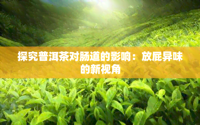 探究普洱茶对肠道的影响：放屁异味的新视角