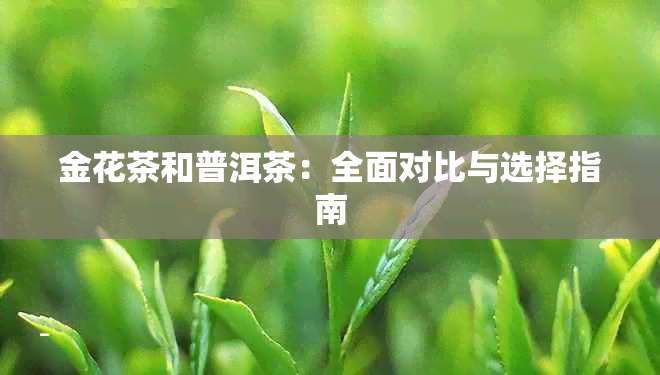 金花茶和普洱茶：全面对比与选择指南