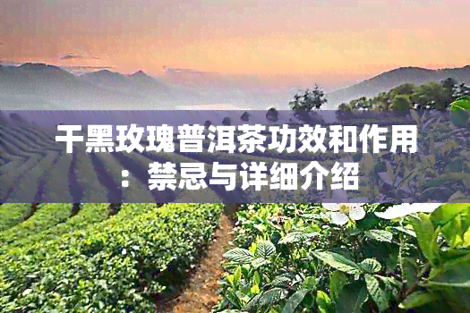 干黑玫瑰普洱茶功效和作用：禁忌与详细介绍