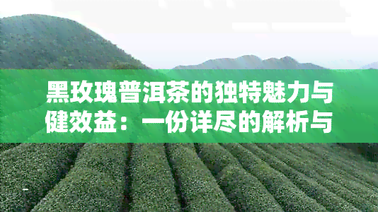 黑玫瑰普洱茶的独特魅力与健效益：一份详尽的解析与使用指南