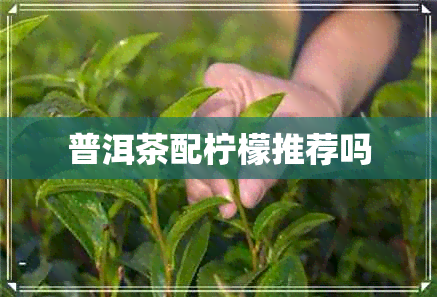 普洱茶配柠檬推荐吗