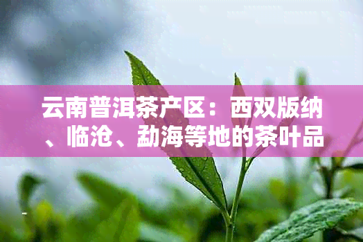 云南普洱茶产区：西双版纳、临沧、勐海等地的茶叶品质与口感有何特点？