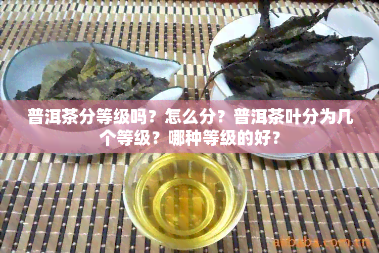 普洱茶分等级吗？怎么分？普洱茶叶分为几个等级？哪种等级的好？