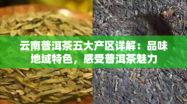 云南普洱茶五大产区详解：品味地域特色，感受普洱茶魅力