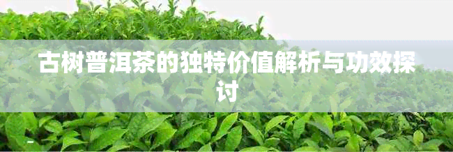 古树普洱茶的独特价值解析与功效探讨