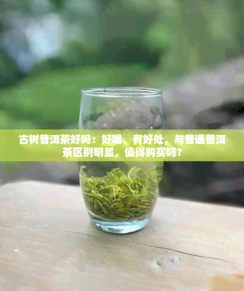 古树普洱茶好吗：好喝、有好处，与普通普洱茶区别明显，值得购买吗？