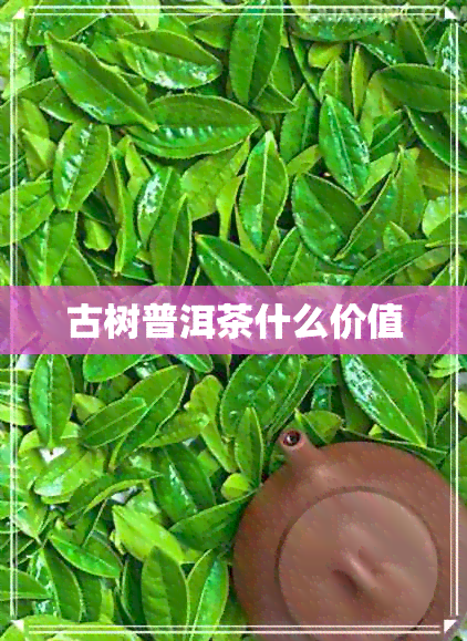 古树普洱茶什么价值