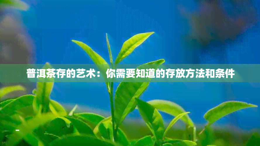 普洱茶存的艺术：你需要知道的存放方法和条件