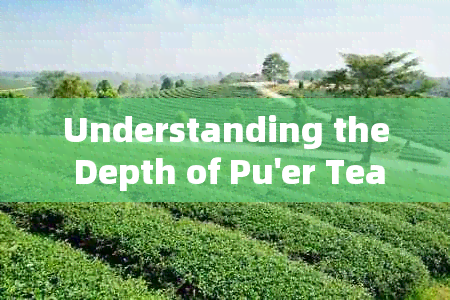 Understanding the Depth of Pu'er Tea: Aspects to Consider