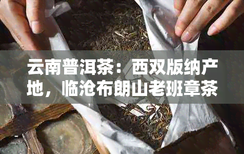 云南普洱茶：西双版纳产地，临沧布朗山老班章茶园堪称经典之选