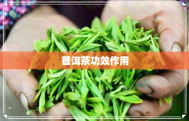 普洱茶功效作用