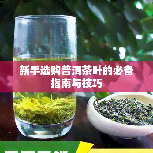 新手选购普洱茶叶的必备指南与技巧