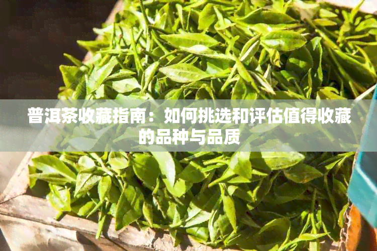 普洱茶收藏指南：如何挑选和评估值得收藏的品种与品质