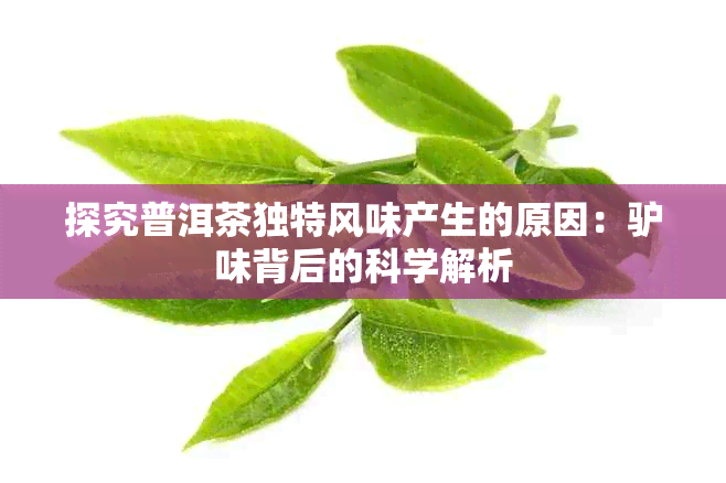 探究普洱茶独特风味产生的原因：驴味背后的科学解析