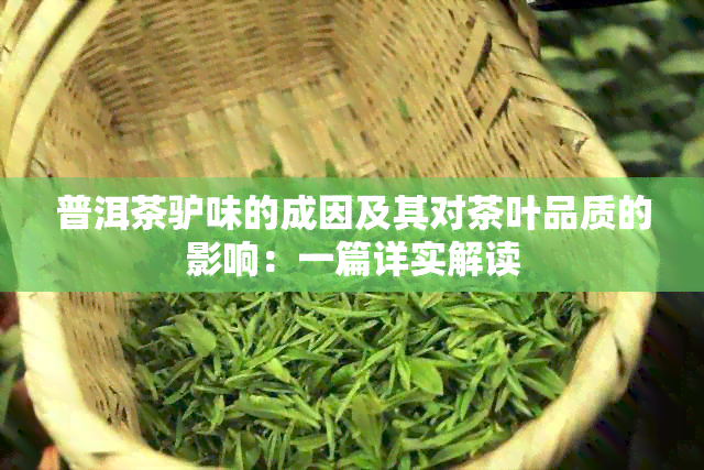 普洱茶驴味的成因及其对茶叶品质的影响：一篇详实解读