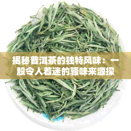 揭秘普洱茶的独特风味：一股令人着迷的骚味来源探究