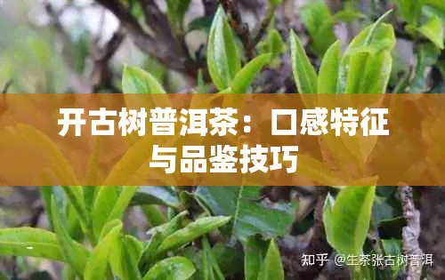 开古树普洱茶：口感特征与品鉴技巧