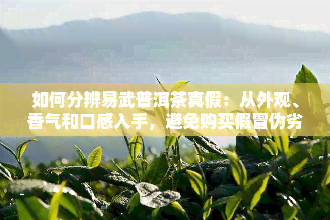 如何分辨易武普洱茶真假：从外观、香气和口感入手，避免购买假冒伪劣产品。