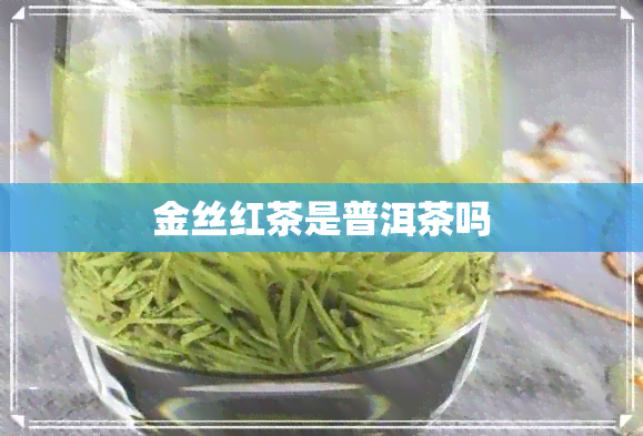 金丝红茶是普洱茶吗