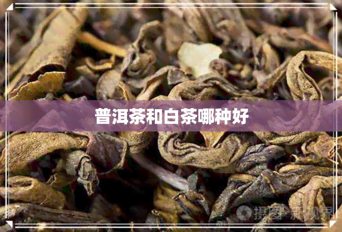 普洱茶和白茶哪种好