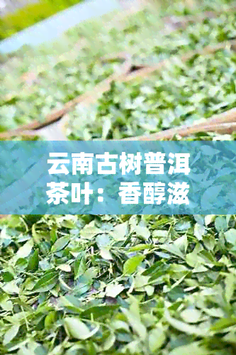 云南古树普洱茶叶：香醇滋味与文化底蕴的完美融合