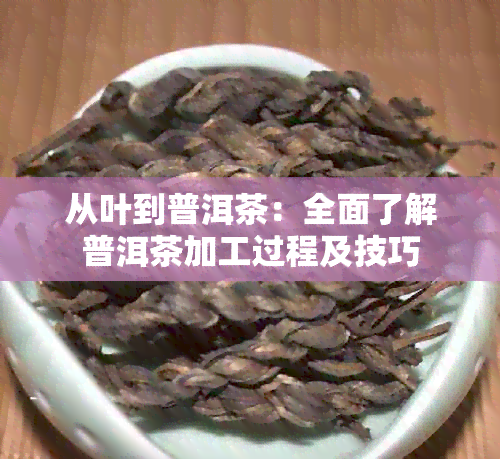 从叶到普洱茶：全面了解普洱茶加工过程及技巧