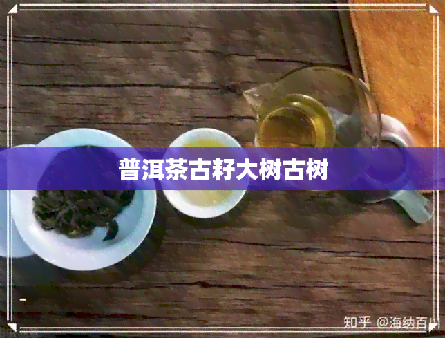 普洱茶古籽大树古树