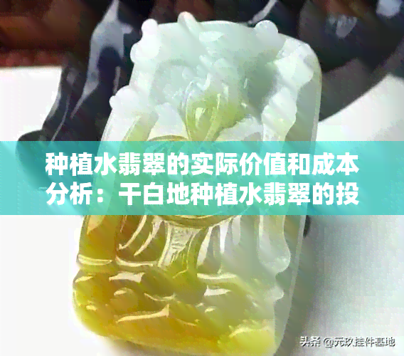 种植水翡翠的实际价值和成本分析：干白地种植水翡翠的投资前景如何？