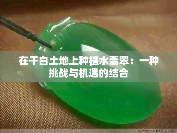 在干白土地上种植水翡翠：一种挑战与机遇的结合