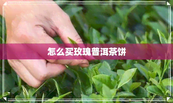 怎么买玫瑰普洱茶饼