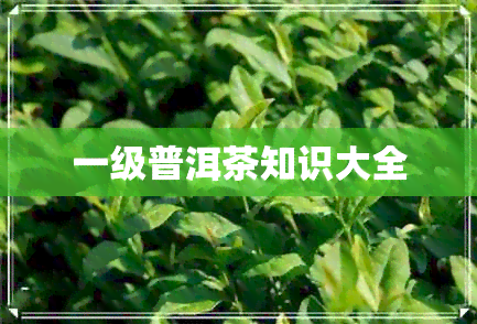 一级普洱茶知识大全