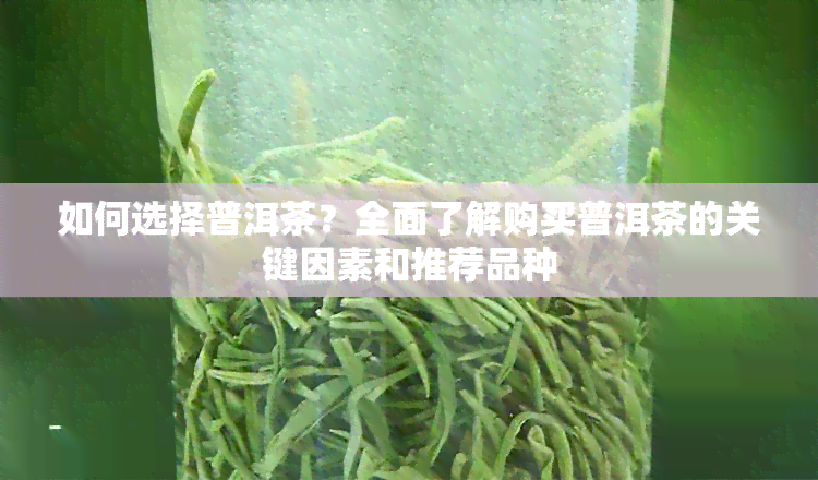 如何选择普洱茶？全面了解购买普洱茶的关键因素和推荐品种