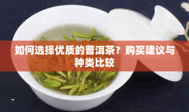 如何选择优质的普洱茶？购买建议与种类比较