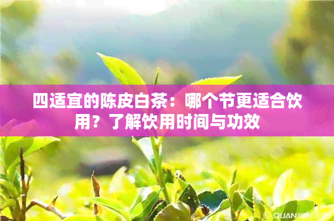 四适宜的陈皮白茶：哪个节更适合饮用？了解饮用时间与功效