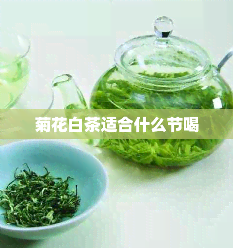 菊花白茶适合什么节喝