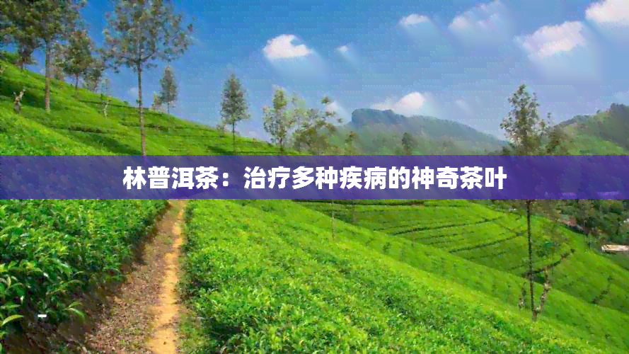 林普洱茶：治疗多种疾病的神奇茶叶