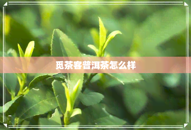 觅茶客普洱茶怎么样