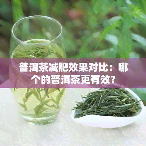 普洱茶减肥效果对比：哪个的普洱茶更有效？