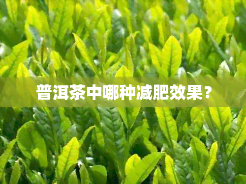 普洱茶中哪种减肥效果？