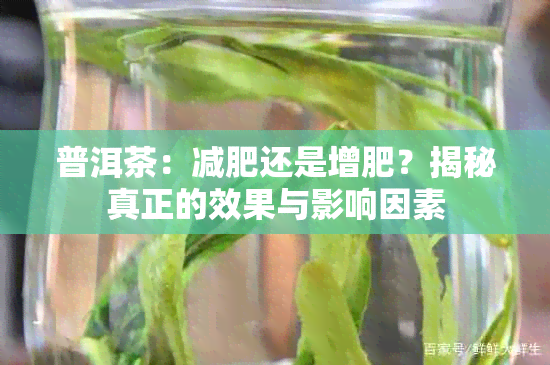 普洱茶：减肥还是增肥？揭秘真正的效果与影响因素