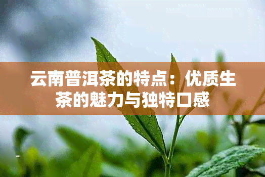 云南普洱茶的特点：优质生茶的魅力与独特口感